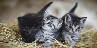 Cintailah Kucing Sebagaimana Kita Mencintai Diri Sendiri