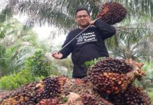 Riau Umumkan Harga TBS Sawit Mitra Swadaya Terbaru Periode 16-22 April 2025