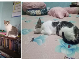 Siapa Takut Peliara Kucing? Benarkah Bulu Kucing Dapat Mengakibatkan Kemandulan?