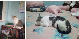 Siapa Takut Peliara Kucing? Benarkah Bulu Kucing Dapat Mengakibatkan Kemandulan?