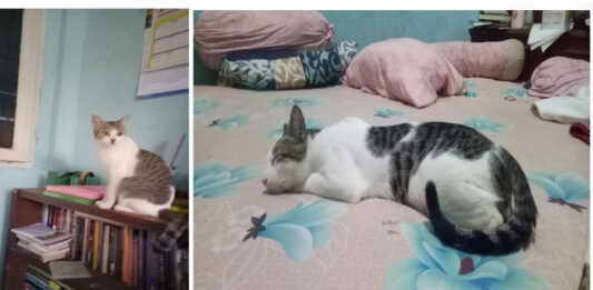 Siapa Takut Peliara Kucing? Benarkah Bulu Kucing Dapat Mengakibatkan Kemandulan?