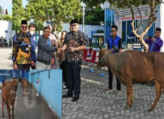 Perumda Air Minum Kota Padang Bagikan 87 Ekor Hewan Qurban Untuk Masyarakat