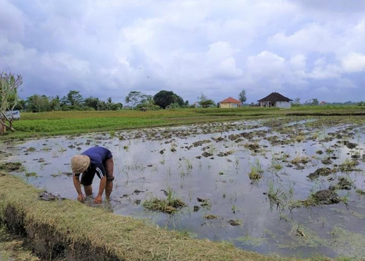 SURPLUS PRODUKSI, DEFISIT KESEJAHTERAAN: NAMUN PETANI INDONESIA TETAP KALAH DI NEGERI SENDIRI
