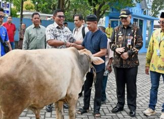 Semangat Berqurban, Perumda AM Kota Padang Serahkan Sapi Qurban