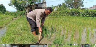 Aipda Dian Wihendro Ratno Salurkan Bantuan Pupuk untuk Petani di Lubeg