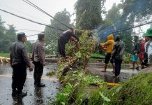 Akses Jalur Medan-Brastagi Terputus, TNI-Polri Bersinergi Lakukan Evakuasi dan Pembersihan Pohon Tumbang