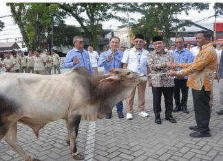 Perumda AM Kota Padang Salurkan 88 Hewan Kurban Menyambut Idul Adha 1446 H