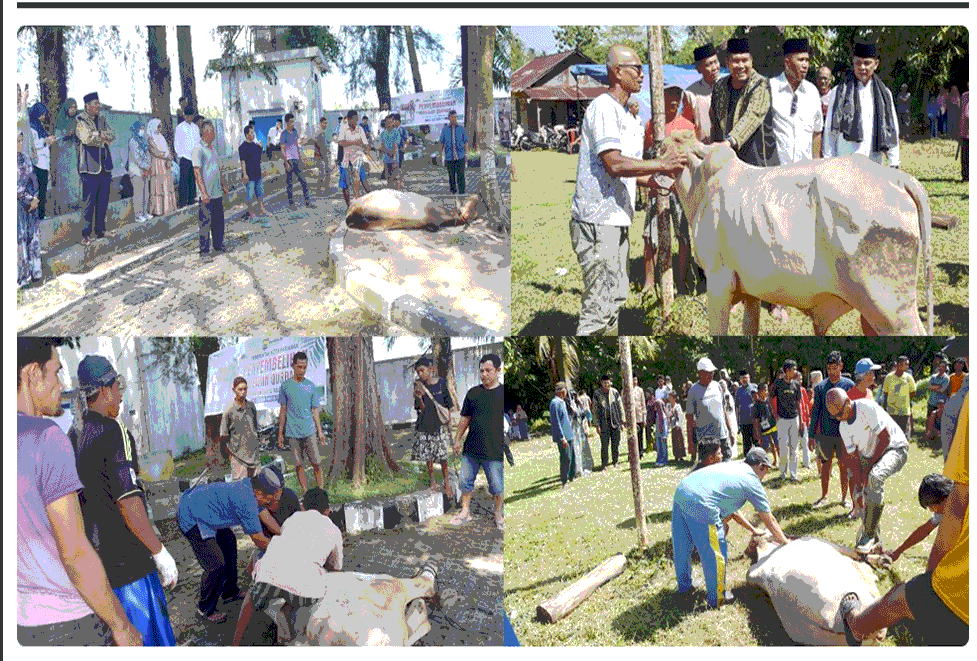 Pemko Pariaman Laksanakan Pemotongan Hewan Kurban Di Balaikota Pariaman